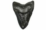 Bargain, Fossil Megalodon Tooth - South Carolina #328977-1